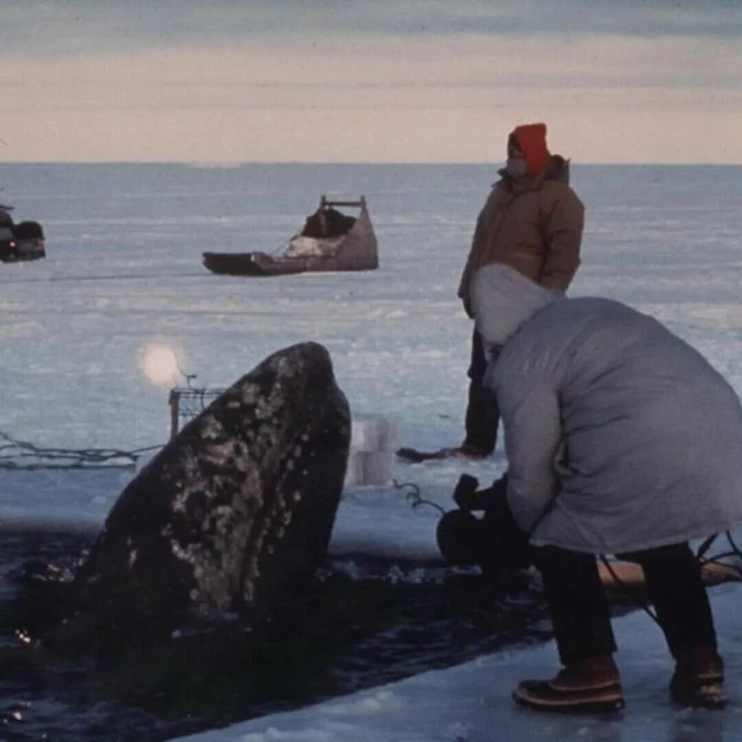 Спасение китов на Аляске 1988. Спасение серых китов на Аляске 1988. Спасение китов в 1988 году на Аляске. Советский ледокол спас китов. Аляска кит