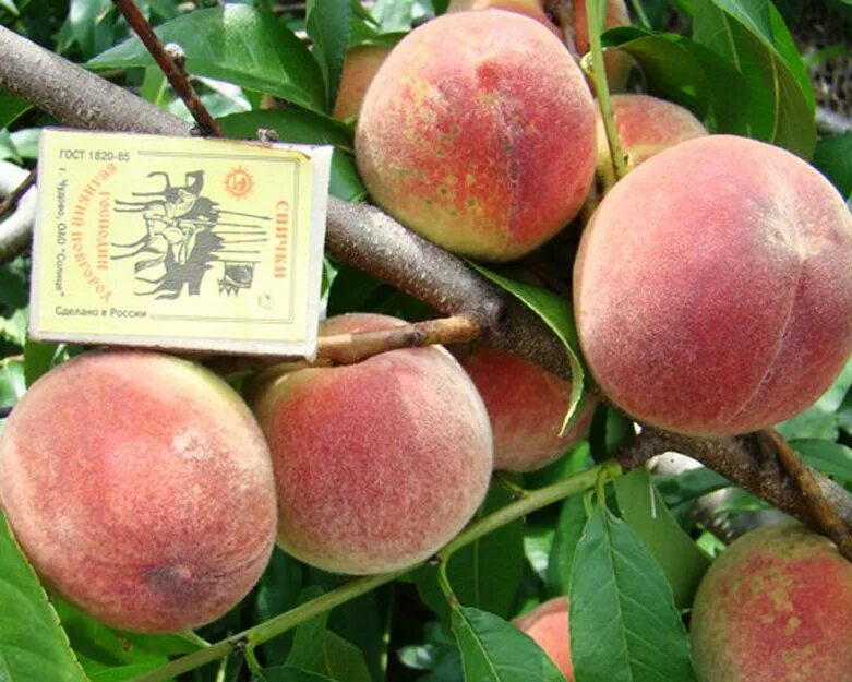 Peach Picking in New Jersey: 18 Scenic Orchards To Visit - Rennie Orchards