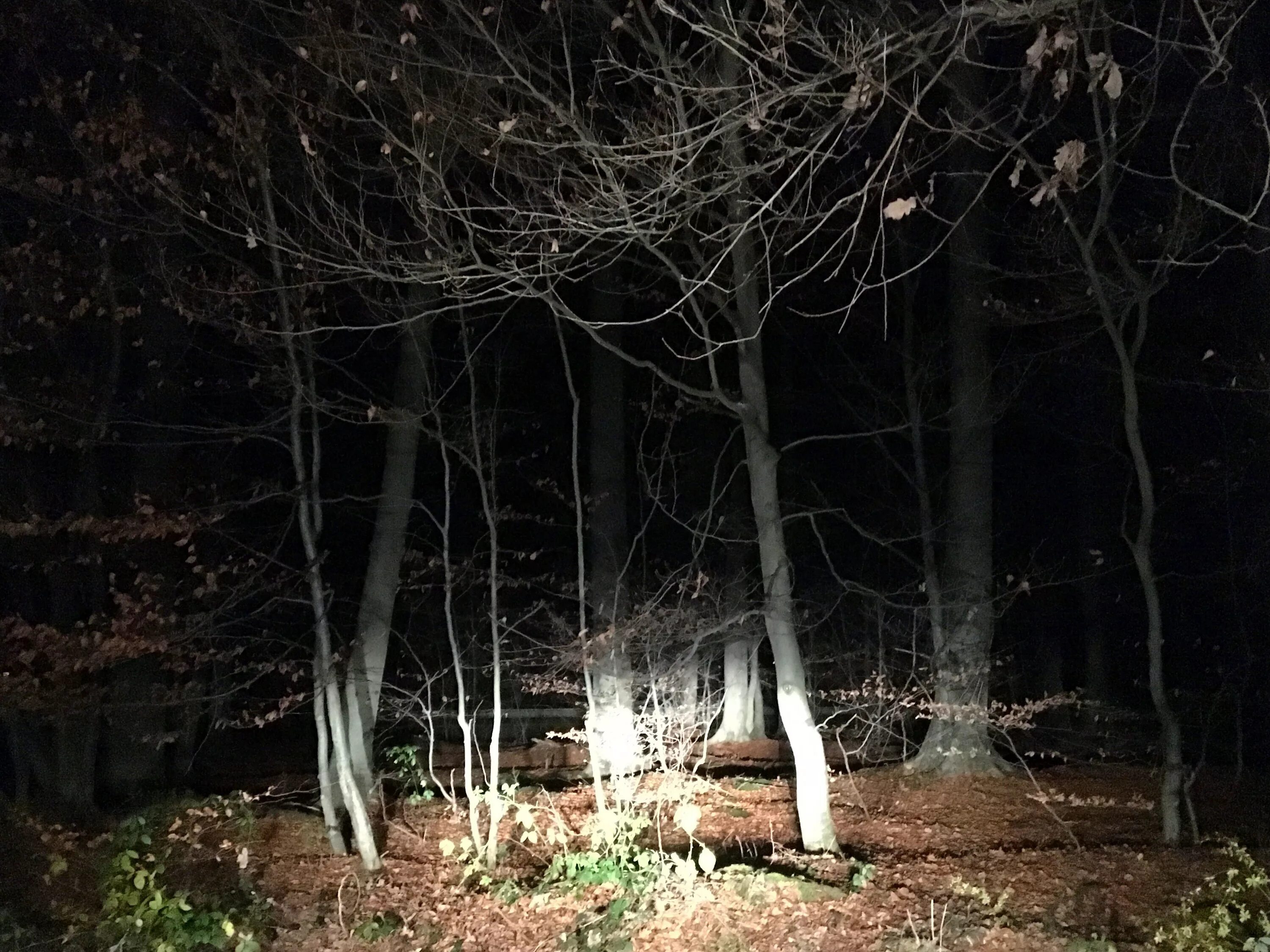 Глазок лесной. Твин пикс ночь в лесу. Dreamcore лес. Страшный лес ночью. Жуткий лес.
