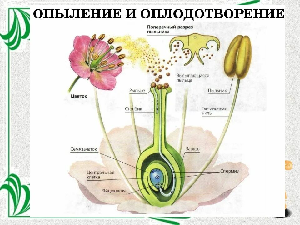 Завязь покрытосеменных. Биология 6 класс опыление и оплодотворение цветковых растений. схема опыления и оплодотворения цветковых растений. схема оплодотворения пестика. схема полового размножения покрытосеменных растений.