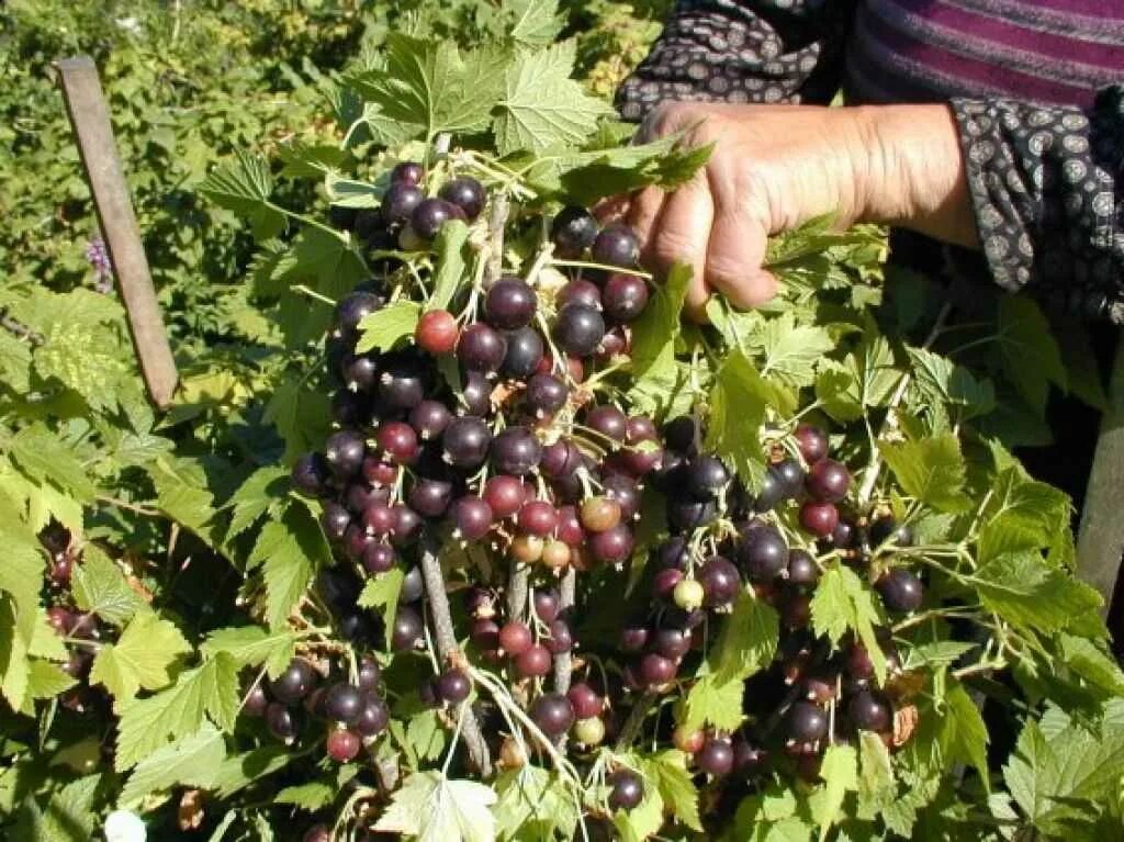 Черная смородина сорт ядреная. Смородина Селеченская куст. Смородина черная ядреная куст. Смородина черная Селеченская куст.