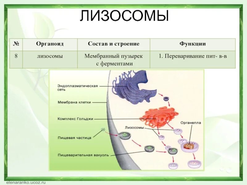 В состав каких клеток входит лизосома. Лизосомы строение и функции. Лизосома функции органоида. Строение органоида лизосомы. Строение и состав лизосом.