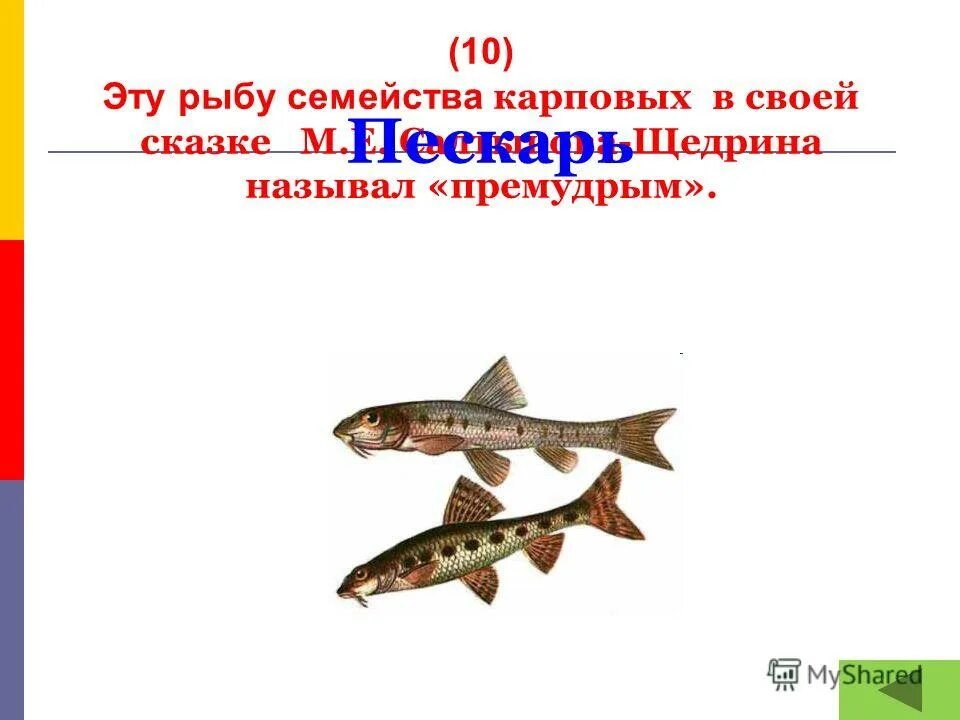 пескарь рассказ салтыков щедрин. сказка салтыкова щедрина премудрый пескарь краткое содержание. как называли премудрого пескаря рыбы. сказка премудрый пескарь. рассказ про пескаря и щуку.