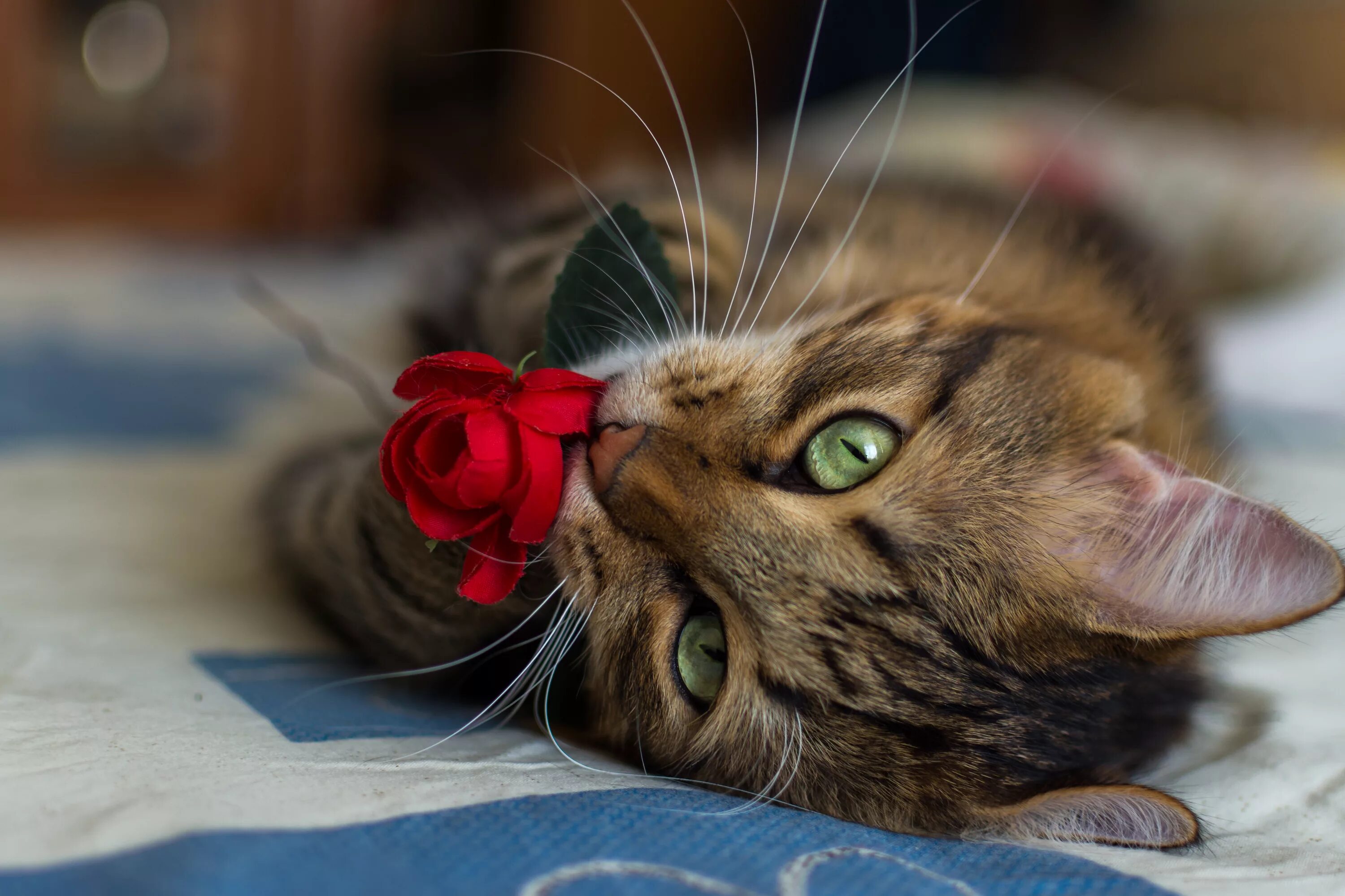 Какие нибудь кошечки. Котики. красивые кошечки. красивые коты. кошки и цветы.