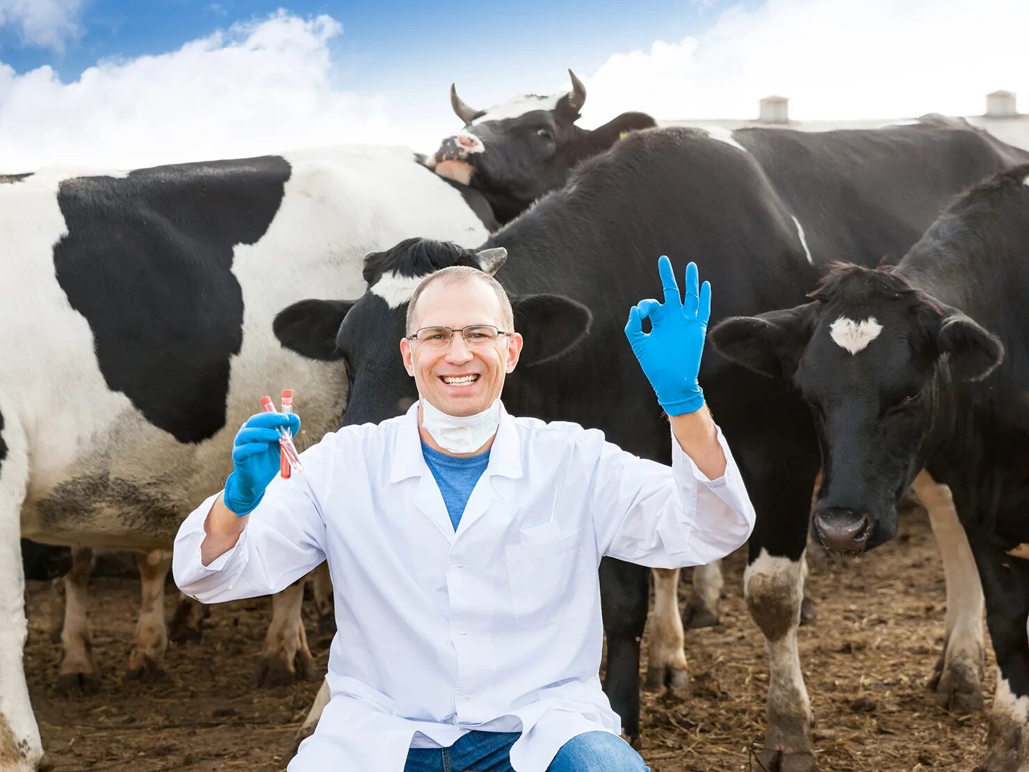 ветеринар на ферме. ветеринария коровы. сельский ветеринар. ветеринар с теленком. врач крс.