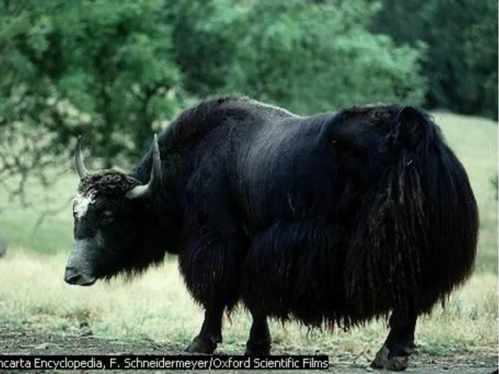 Дикий бык гаур. Лохматый бык. Африканский бык буффало. Ва яка. Ва яка.