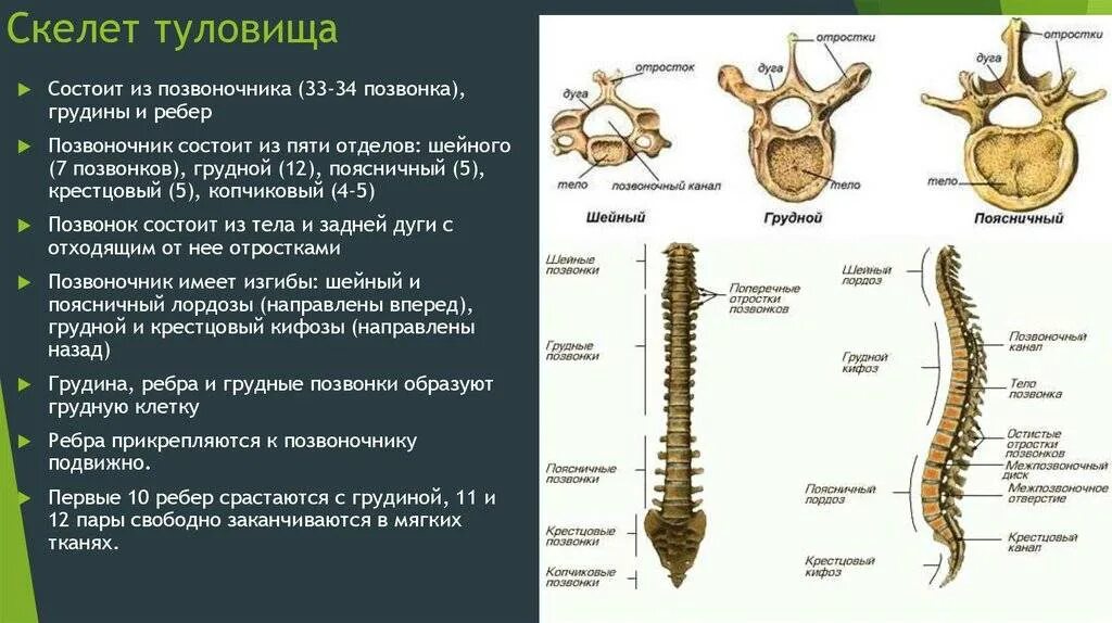 Строение грудного отдела позвоночника. Скелет туловища грудная клетка отделы. Шейный отдел позвоночника анатомия и функция. Строение скелета туловища человека анатомия. В позвоночнике птиц тест