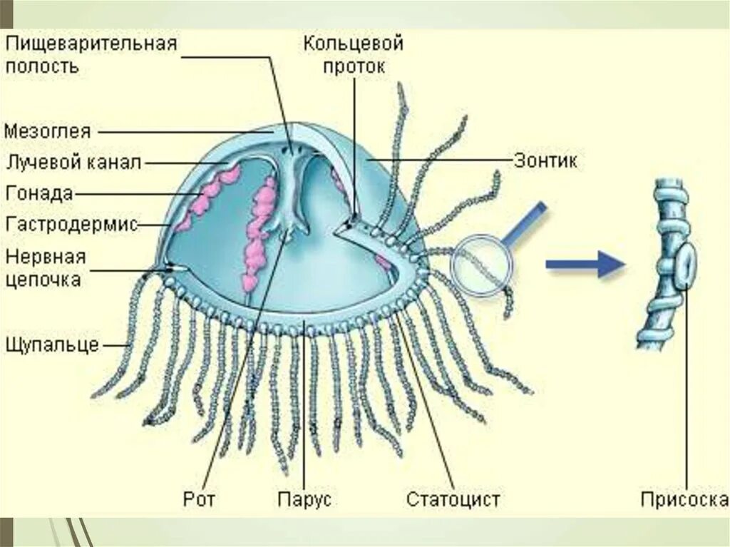 Кольцевой канал. Строение сцифоидной медузы. Сцифоидные медузы строение тела. Схема строения сцифоидной медузы. Сцифоидные полипы строение.