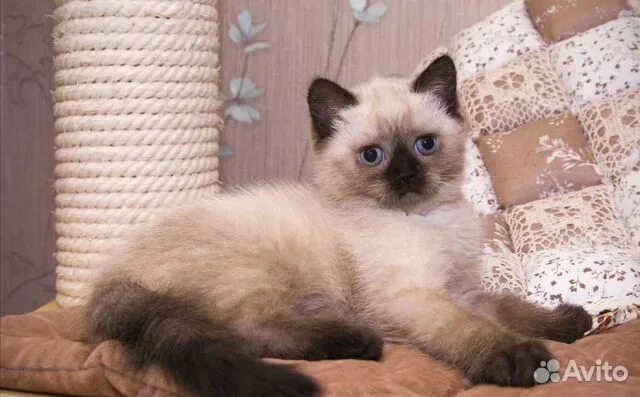 Котенок девочка британская короткошерстная (британка) шоколадная пойнт Xandra. -