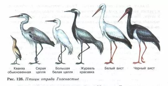 Чем журавль отличается. Журавль Аист цапля различия. Отряд голенастые представители. Отряд голенастые или Аистообразные представители. Строение Цапли.