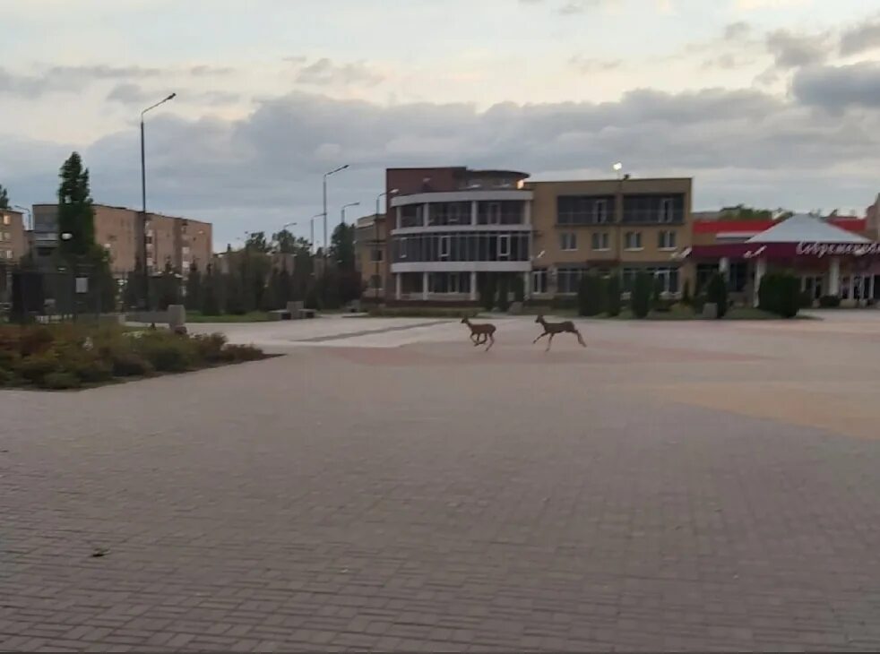 Подслушано в павловске воронежской нетипичный. Подслушано в Павловске Воронежской. Павловск Воронежская область площадь Молодежная кольца. Норд Павловск Воронежская область. Три коровы Павловск Воронежской области.