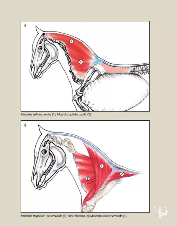 Длинная прямая шея у лошади. Анатомия лошади. Мышцы лошади. Мышцы лошади анатомия. Мышцы шеи лошади.