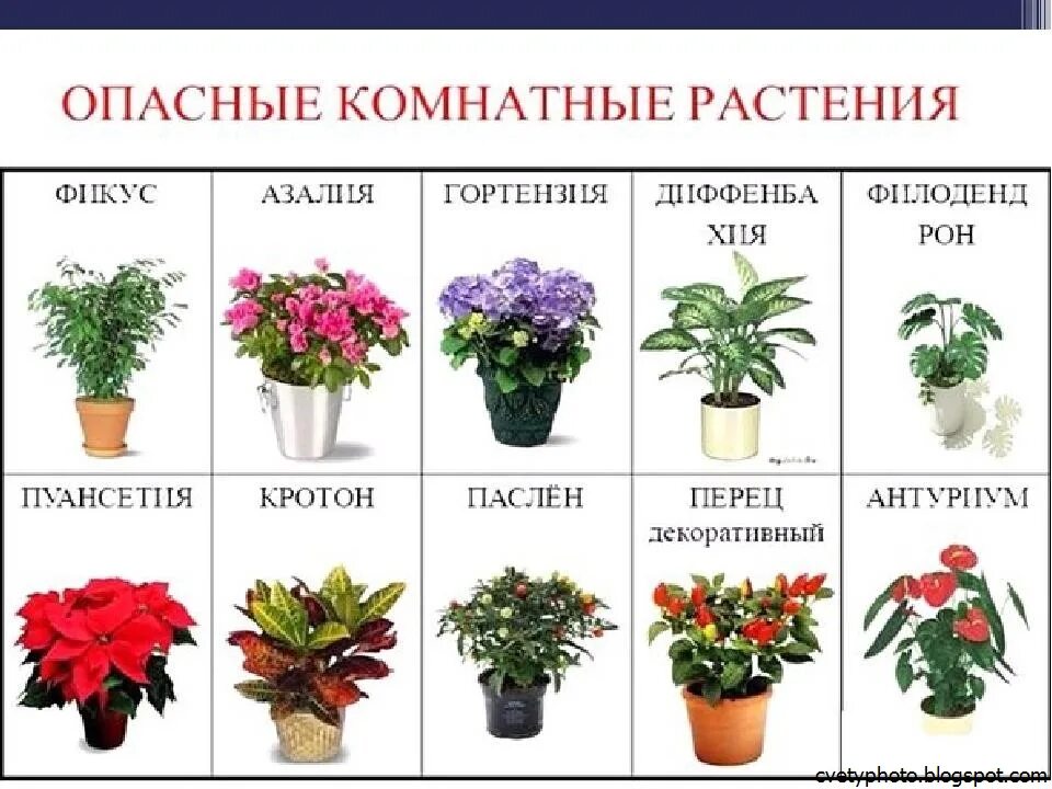 Комнатные растения. Комнатные растения названия. Полезные комнатные цветы. Домашние цветы названия.