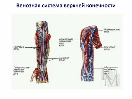 Почка верхней конечности