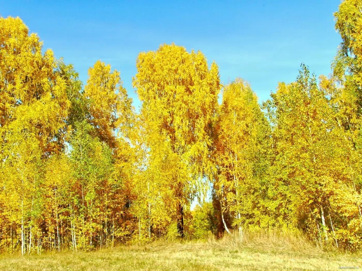 Золотая осень. Золотая осень в Сибири. Золотые леса. Золотая осень в лесу.