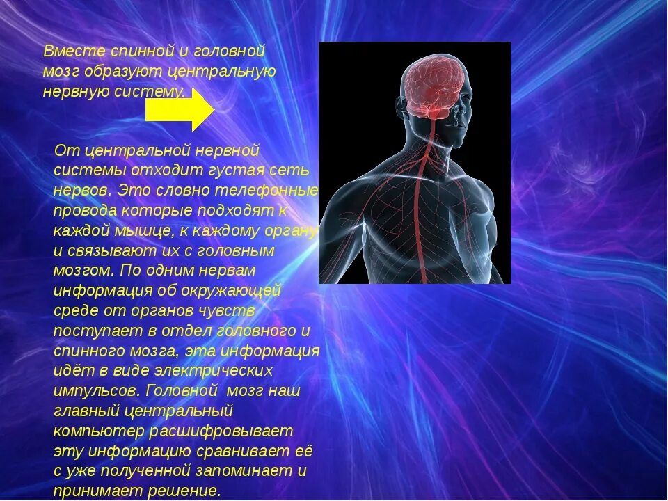 Спинной и головной мозг образуют нервную систему. Сообщение о нервной системе. Интересные факты о нервной системе. Сообщение о нервной системе человека. Нервная система человека доклад.