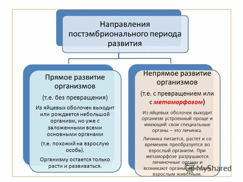 Какие периоды постэмбрионального развития различают. Схема прямого постэмбрионального развития. Краткая характеристика постэмбрионального развития. Какие периоды постэмбрионального развития различают. Характеристика периодов постэмбрионального развития человека.