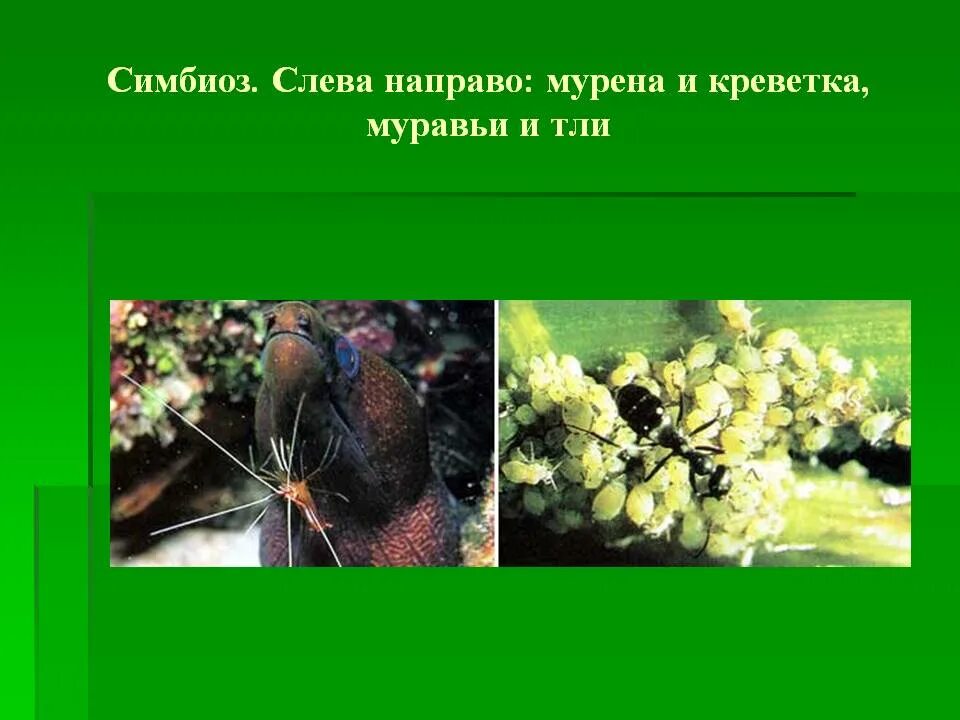 Симбиоз это. Симбиоз это в биологии. Симбиоз в мире растений и животных. Симбиоз примеры животных. Симбиоз в растительном мире.