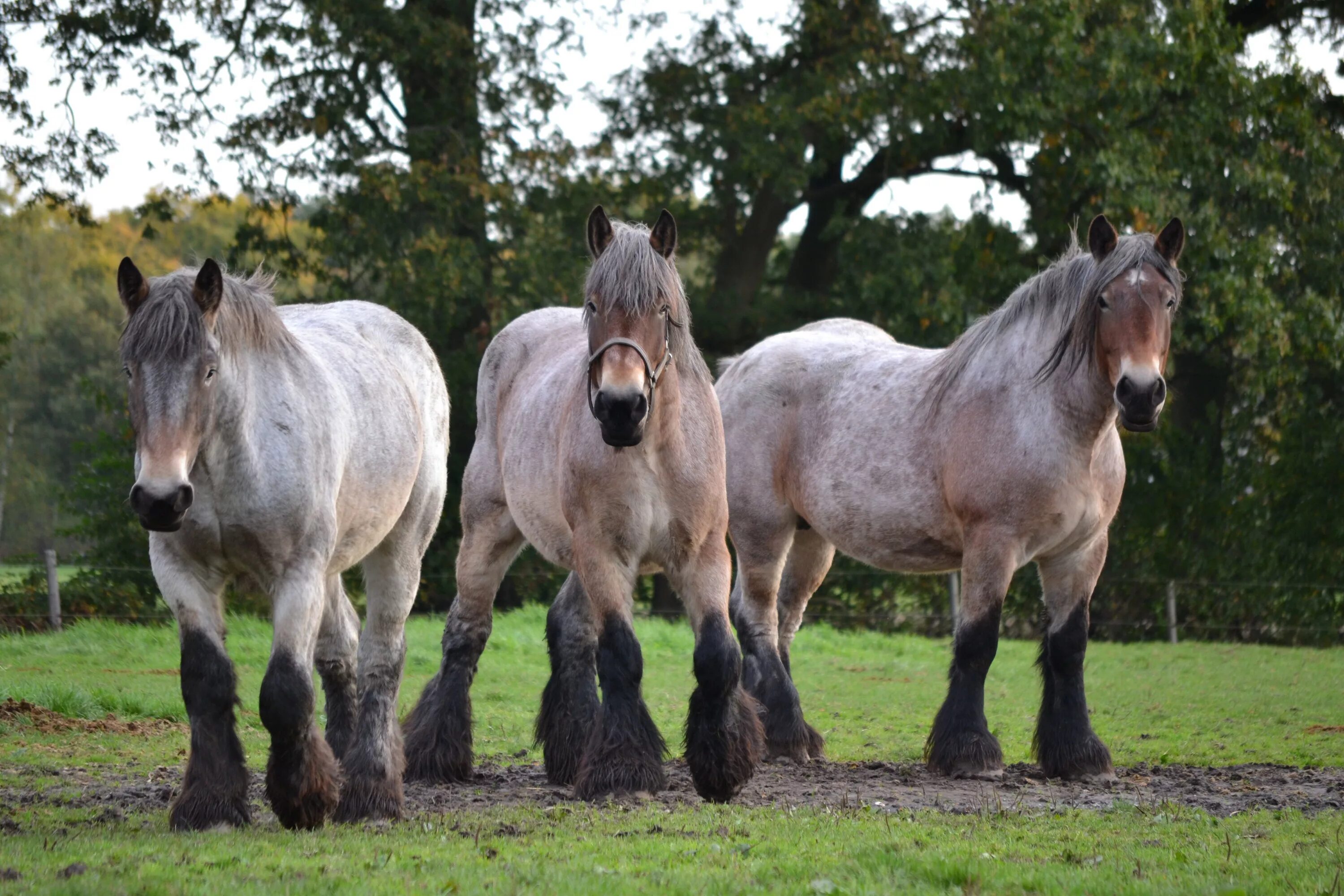 Heavy horses