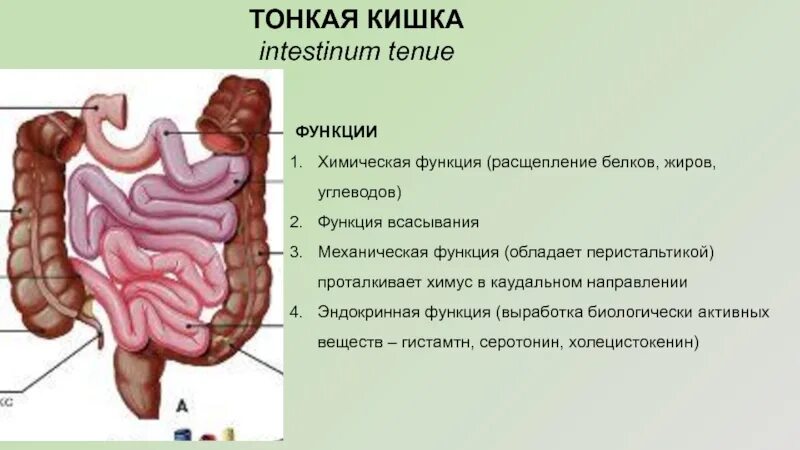 Расщепление латынь. Функции тонкой кишки анатомия. Тонкая кишка строение и функции. Тонкая кишка анатомия строение.