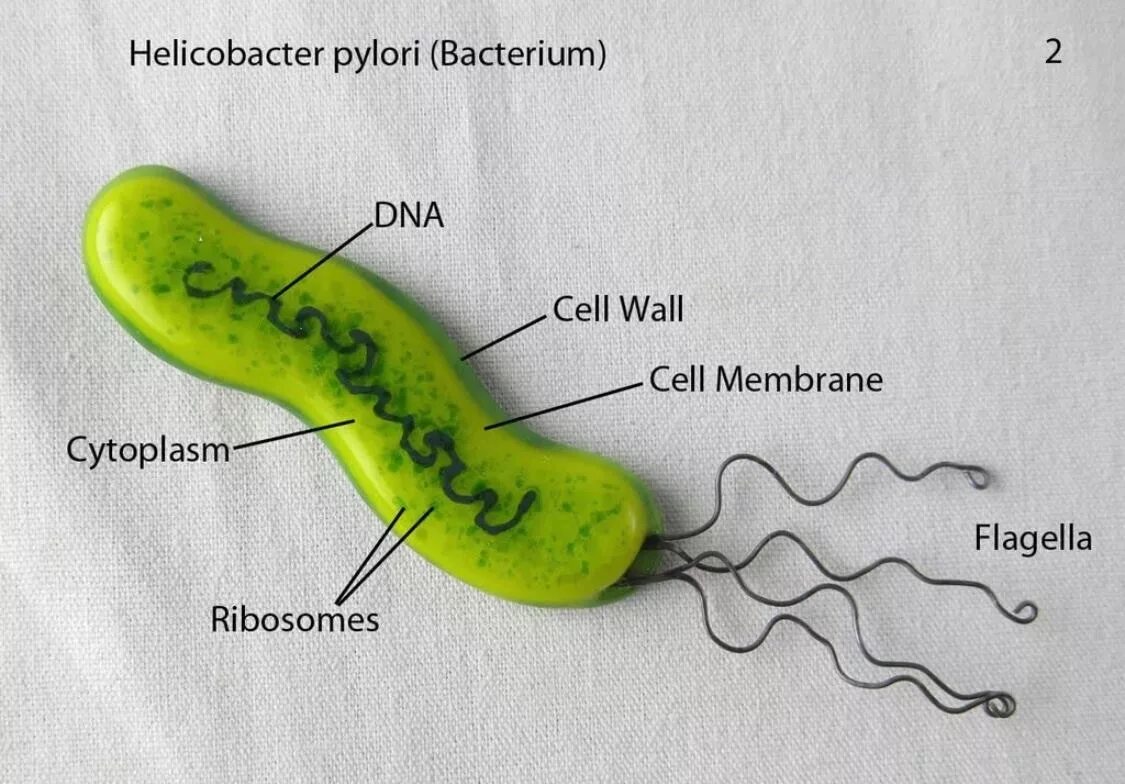 Строение бактерии хеликобактер. Бактерии хиликобакторпилари. Helicobacter pylori строение.