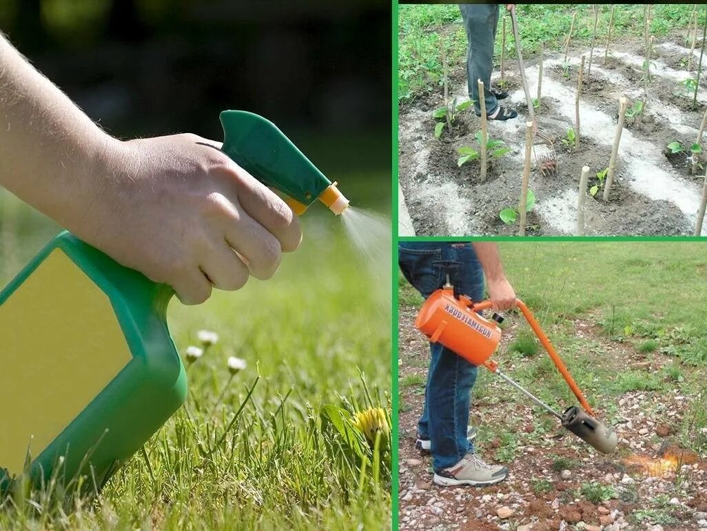 Сорняки на газоне. Как избавиться от травы на участке. Избавление от сорняков на огороде. Пестициды для борьбы с сорняками. Уничтожение сорняков.