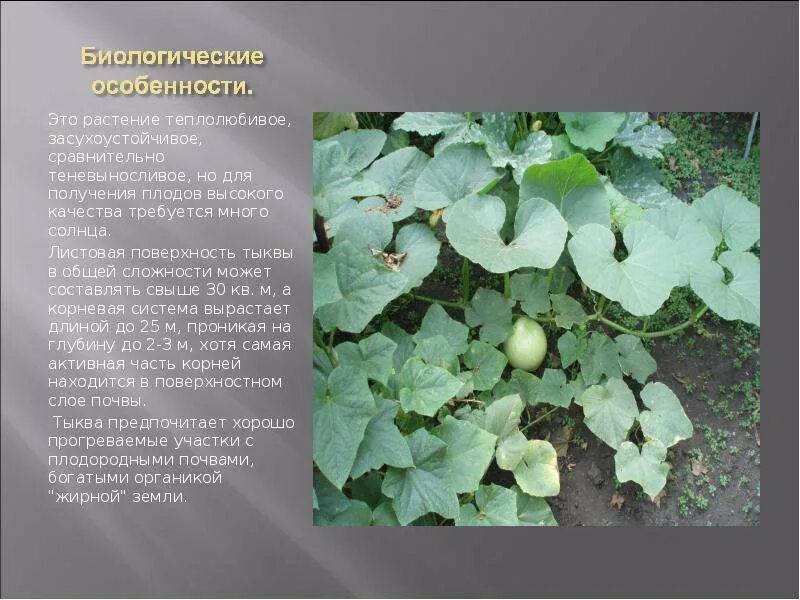 Какие растения из перечисленных относят к теплолюбивым