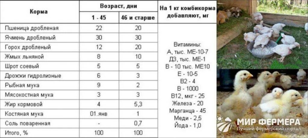 Чем поить цыплят в первый день. Таблица кормления бройлерных индюков. Норма комбикорма для цыплят несушек. Корм для кур несушек по возрасту. Таблица кормления бройлеров индюков.