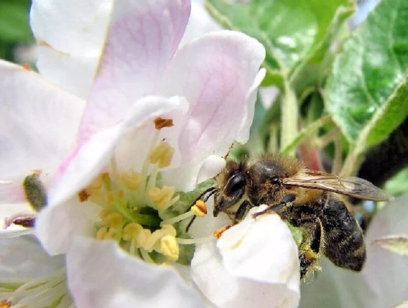 Гибридные абрикосы получены в результате опыления красноплодных. Пчела опыляет яблоню. Опыление яблони пчелами. Опыление вишни. Опыление цветков пчелами яблони.
