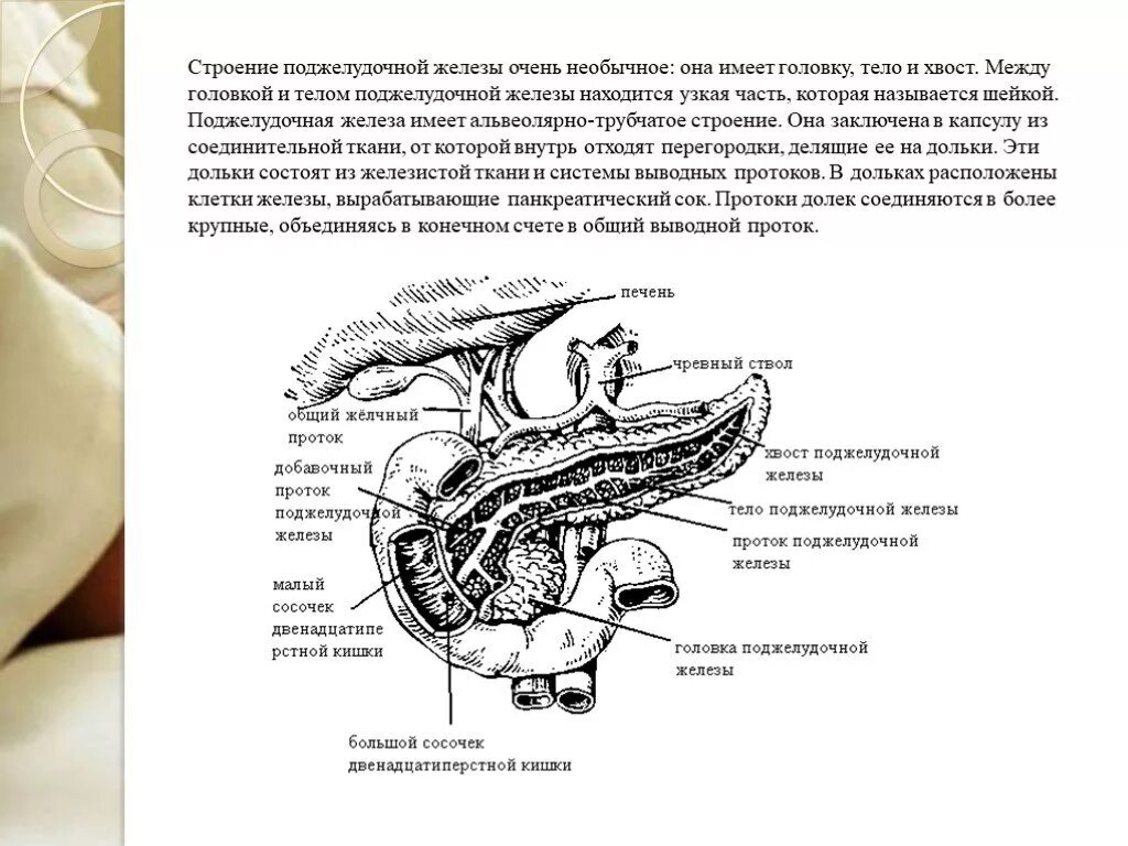 Состоит из головки тела и хвоста. Строение головки поджелудочной железы. структура поджелудочной железы анатомия. строение поджелудочной железы латынь. поджелудочная железа головка анатомия человека.