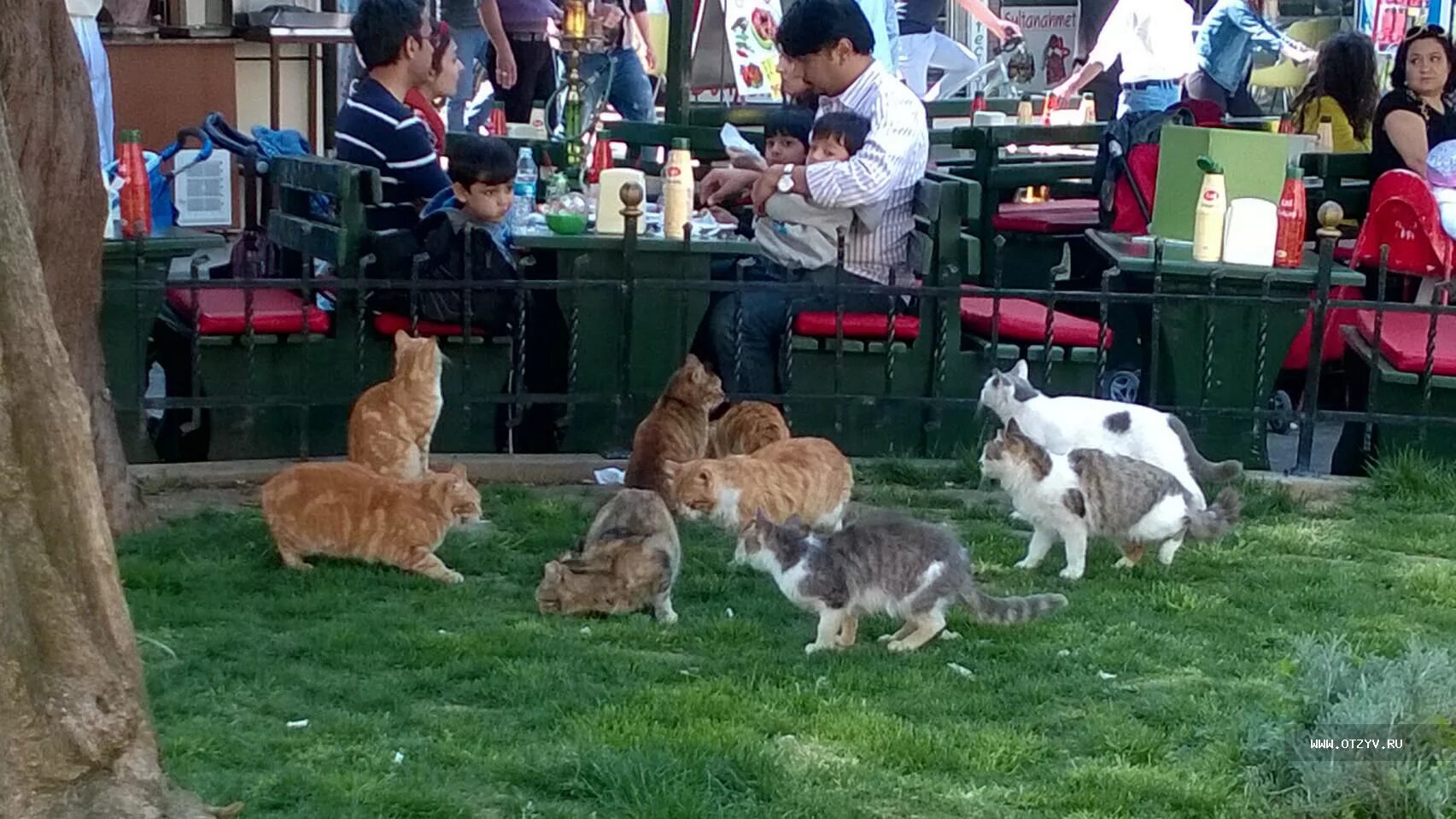 Turkey cats. Стамбул город кошек. Город кошек в Турции. Кошачий парк в Стамбуле. Парк кошек.