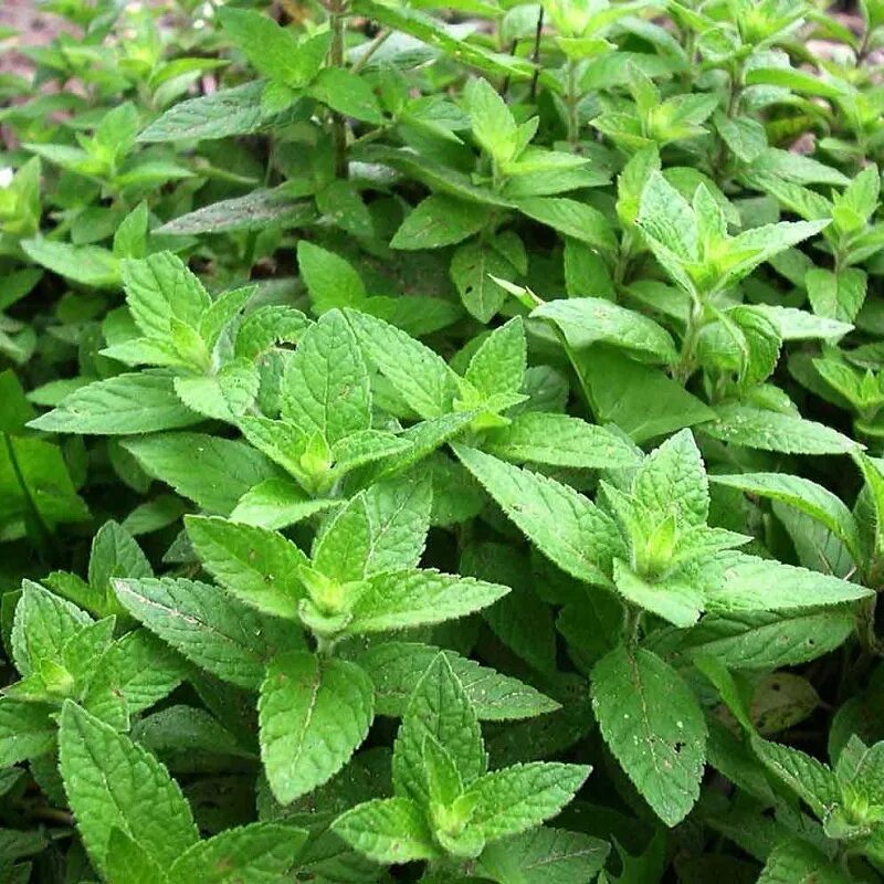 Мята ароматная. Мята перечная. Мята перечная (Mentha piperita). Мята круглолистная Апфелминце. Мята Полевая (Méntha arvénsis).