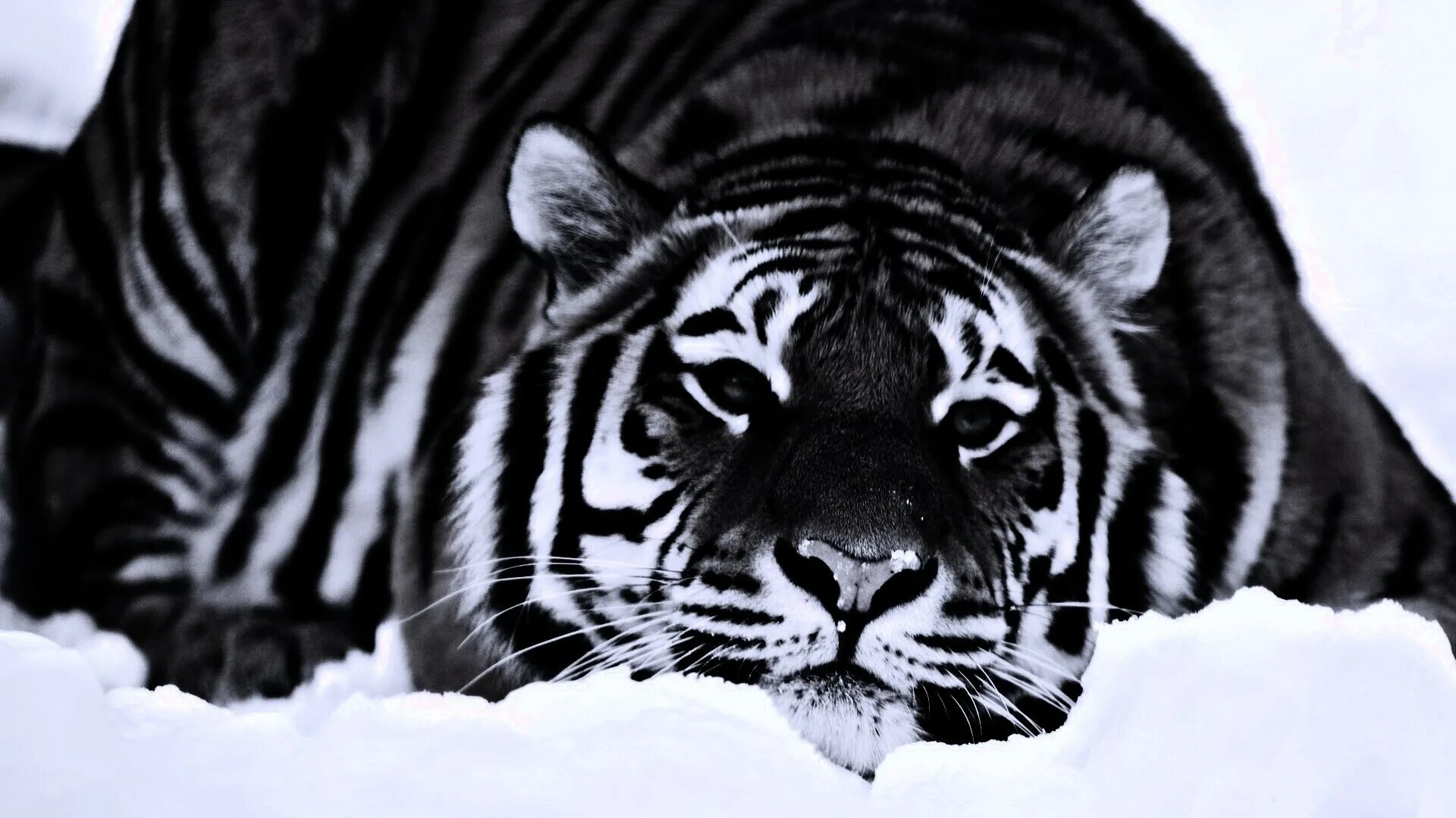 тигр. обои на телефон тигр на черном. заставка на рабочий стол тигр. кольцо тигр на черном фоне. тигр на черном фоне.