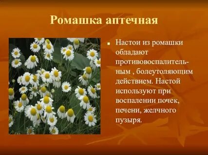 Систематическая группа ромашки