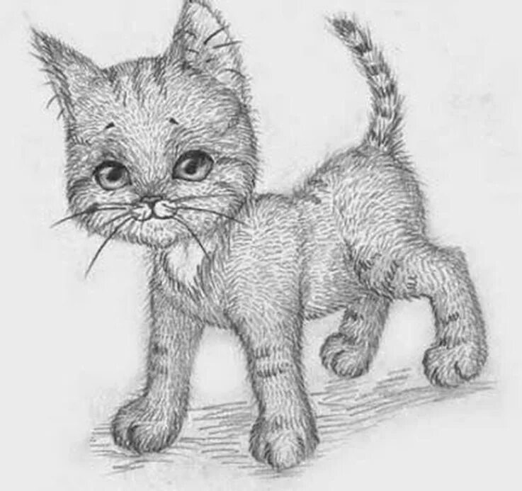Рисовать котенка легко. Котенок рисунок. Котёнок рисунок карандашом. Кошечка рисунок карандашом. Котята для срисовки.