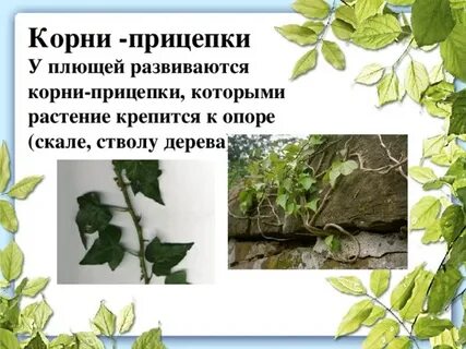 Корни прицепки примеры растений