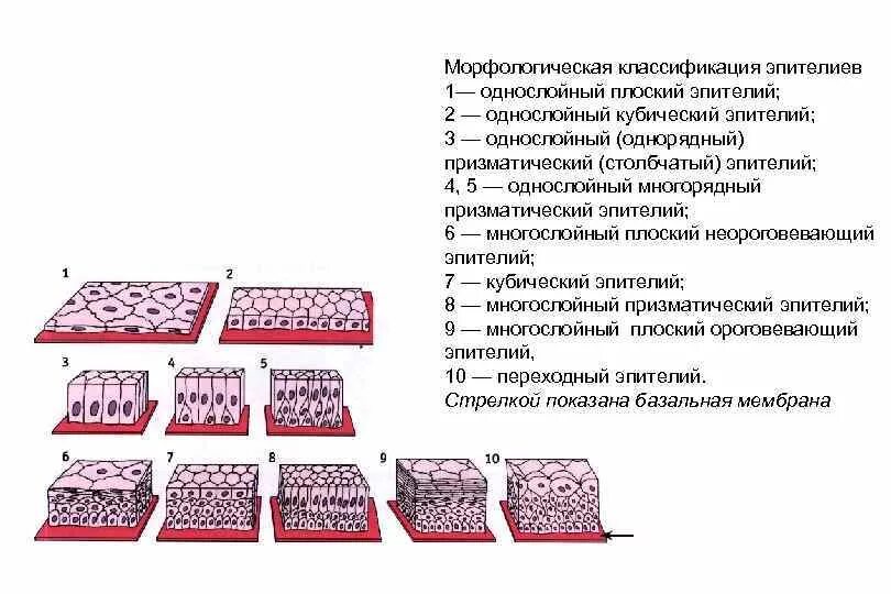 Типы эпителиальной ткани схема. Эпителиальные ткани гистология таблица. Классификация эпителиальной ткани гистология. Строение эпителиальной ткани таблица.