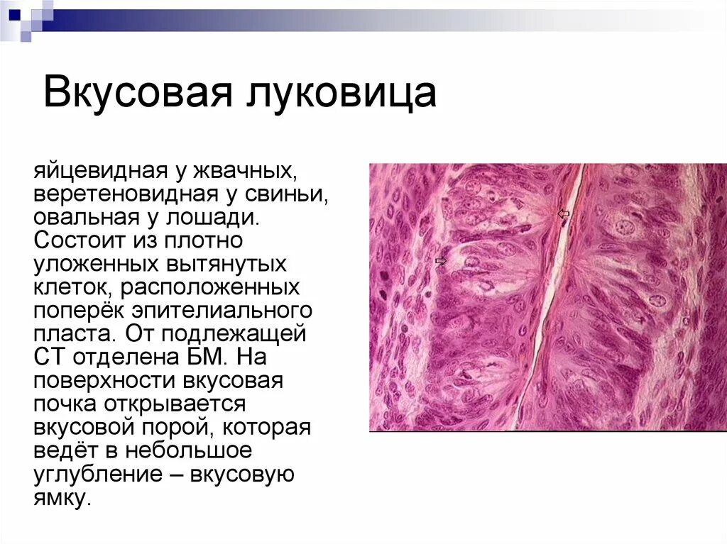 Вкусовая луковица гистология. Вкусовая почка гистология. Схема строения вкусовой луковицы. Строение вкусовой луковицы гистология. Вкусовая почка гистология.