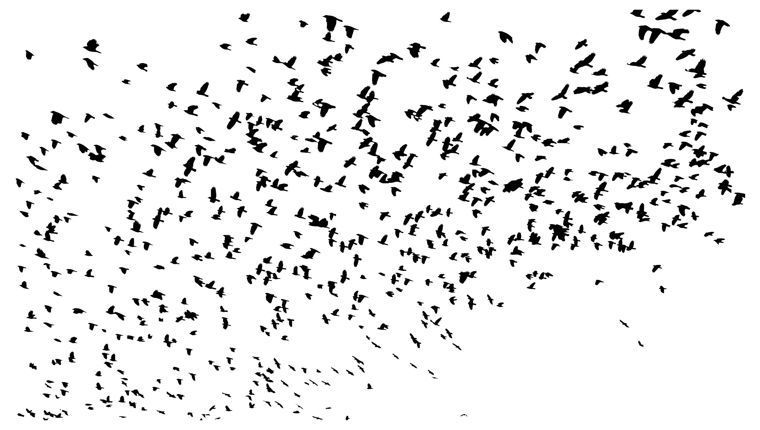 Стая птиц на белом фоне. Стая птиц на прозрачном фоне. Стая птиц силуэт. Птицы на прозрачном фоне много.