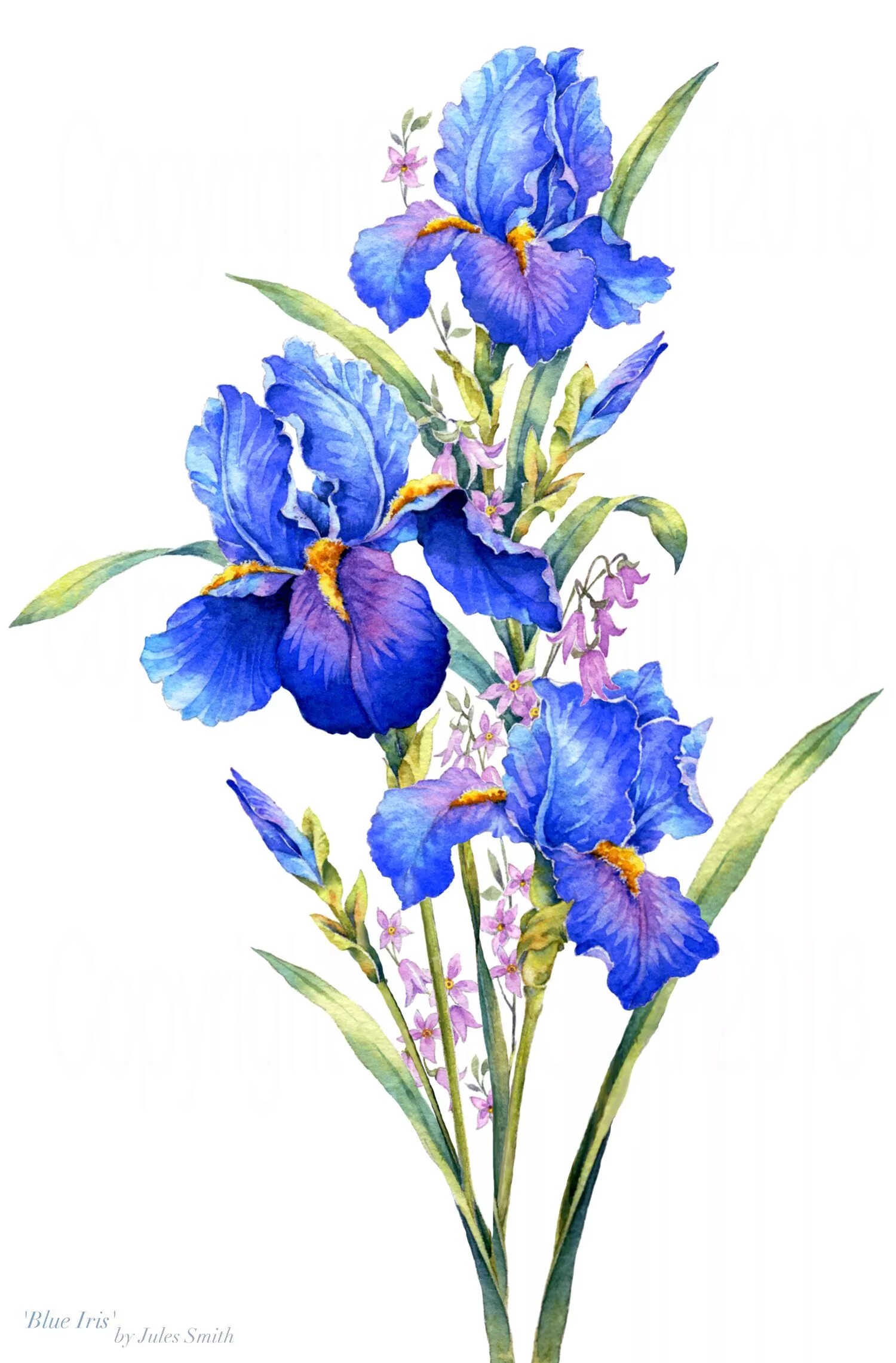 Iris x graphics