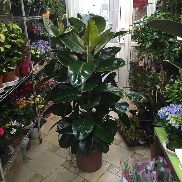 Авито набережные челны цветы комнатные. Авито комнатные растения. Фикус бенджамина микс. Авито цветы комнатные. Фикус мелани вариегатный.