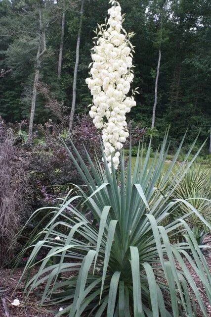 Юкка на вкус. Юкка recurvifolia. юкка отвороченнолистная (yucca recurvifolia). растение юкка садовая. юкка глориоза.