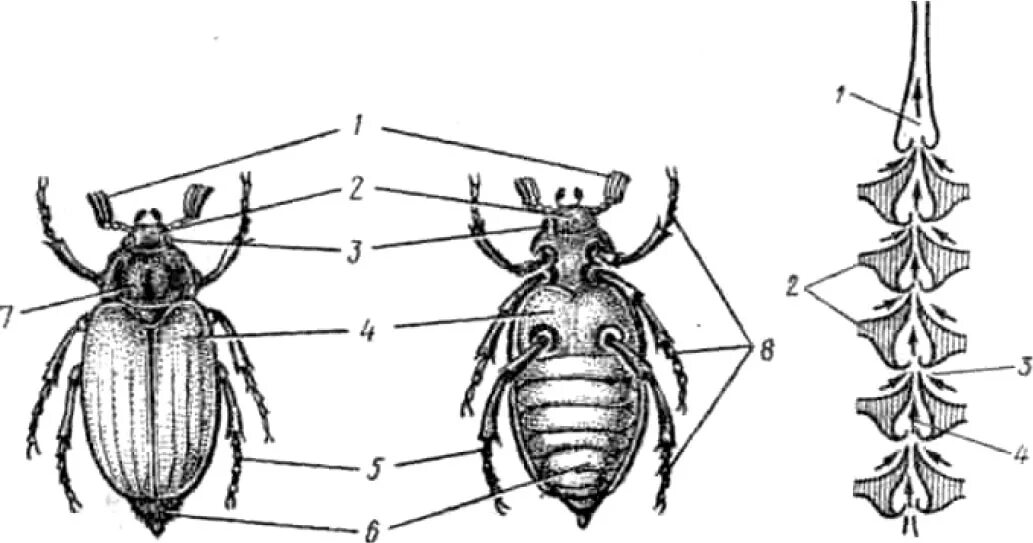 Строение насекомого майского жука. Строение сердца майского жука. Кровеносная система майского жука. Строение майского жука. Хрущ Майский строение.