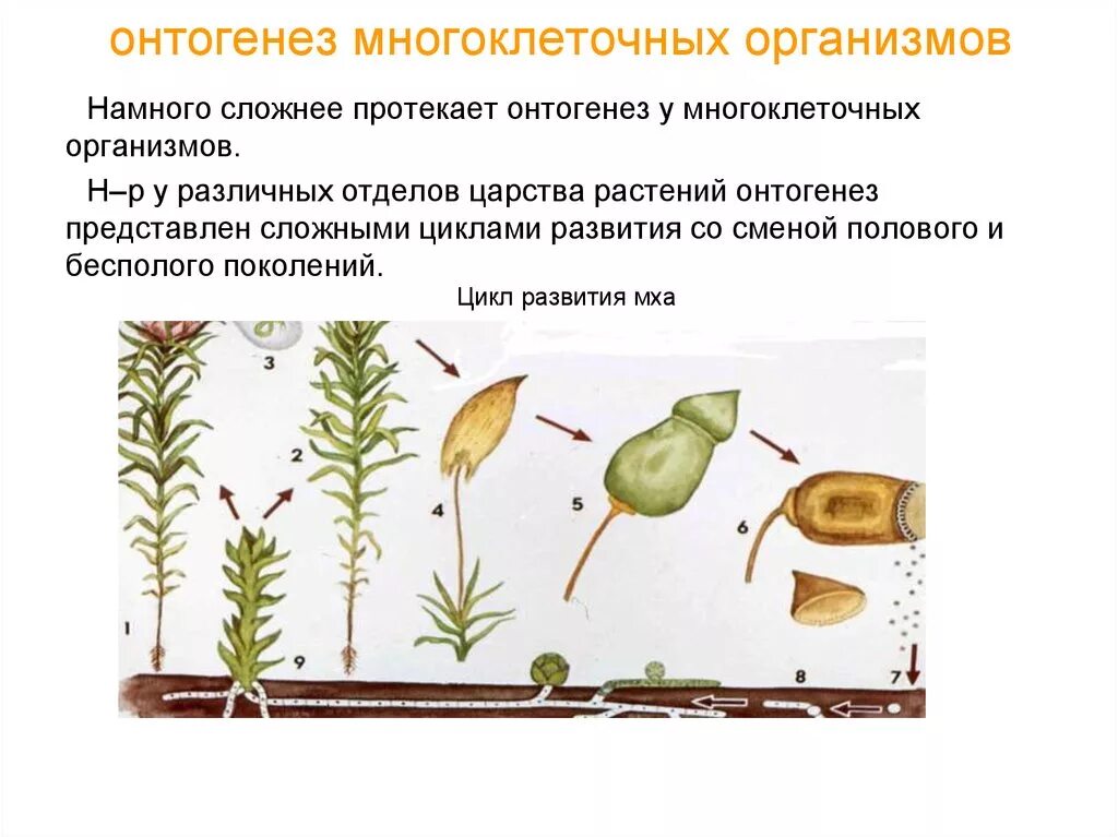 Цикл онтогенез. Онтогенез периоды онтогенеза у многоклеточных организмов. 4 Периода онтогенеза у растений. Онтогенез растений жизненный цикл растений. Этапы онтогенеза у многоклеточных животных.