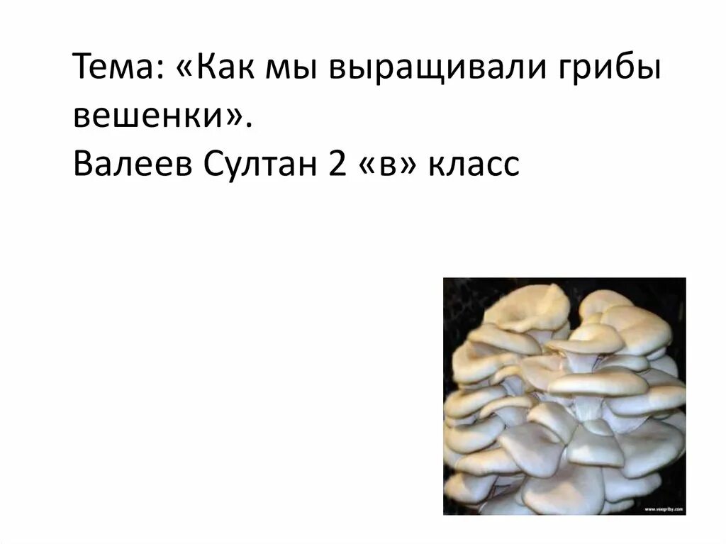 Проект по биологии выращивание грибов 7 класс Культивируемые грибы