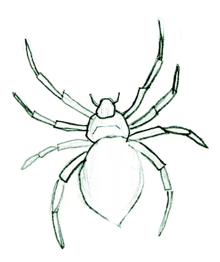 Паук карандашом легко. Паук крестовик рисунок. Рисунки пауков карандашом. Паук рисунок легкий. Лёгкие рисунки паука.