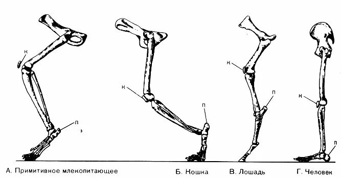 Строение задних конечностей млекопитающих. Строение передних конечностей млекопитающих. Пояс задних конечностей у млекопитающих. Скелет задних конечностей млекопитающих свободные конечности. Скелет парных конечностей
