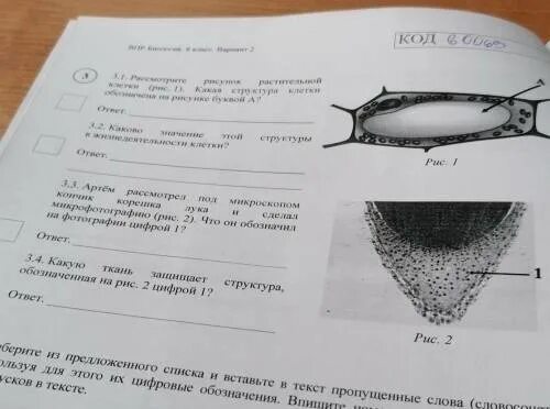 ВПР биология. ВПР биология 6. ВПР биология 6 класс. ВПР по биологии 6 класс 6 заданий. Ясные летние дни впр 6 класс ответы