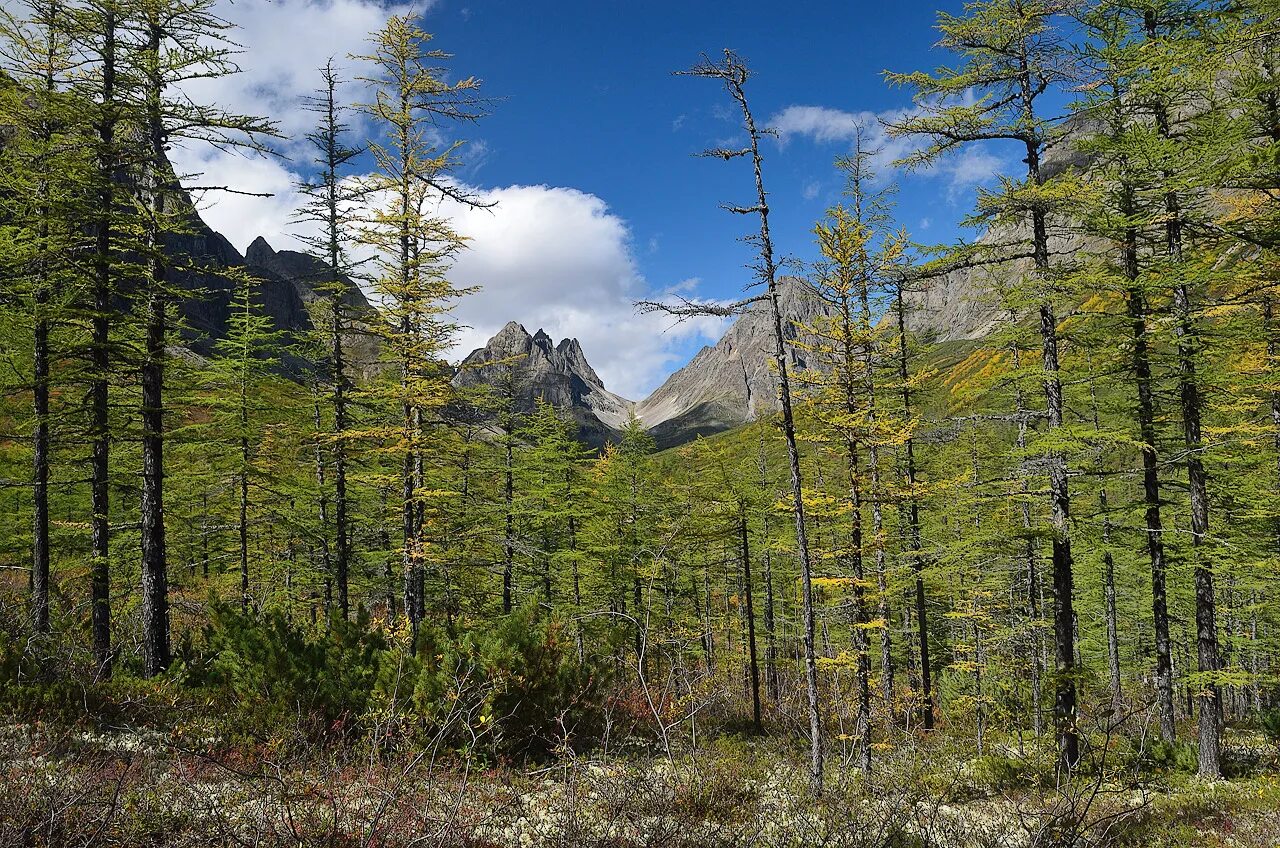 Забайкалье чита природа. Поселок тайга забайкалье. Кодар хребет забайкалье. Река витим. Сопка с багульником хабаровский край.