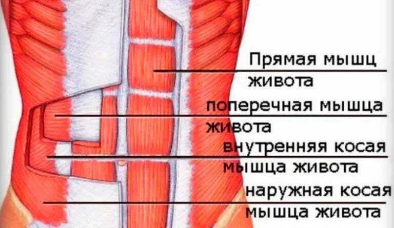 Прямая мышца находится. Апоневроз наружной косой мышцы живота. расположение мышц живота. наружная прямая мышца живота. мышцы живота схема.